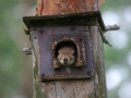 Orava