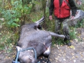 Hirvi tienvarressa